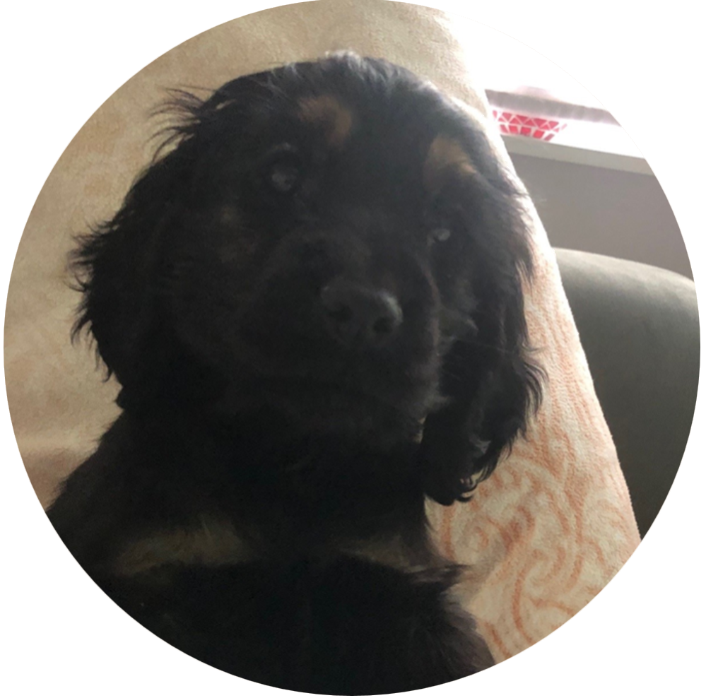 Rocky als puppy