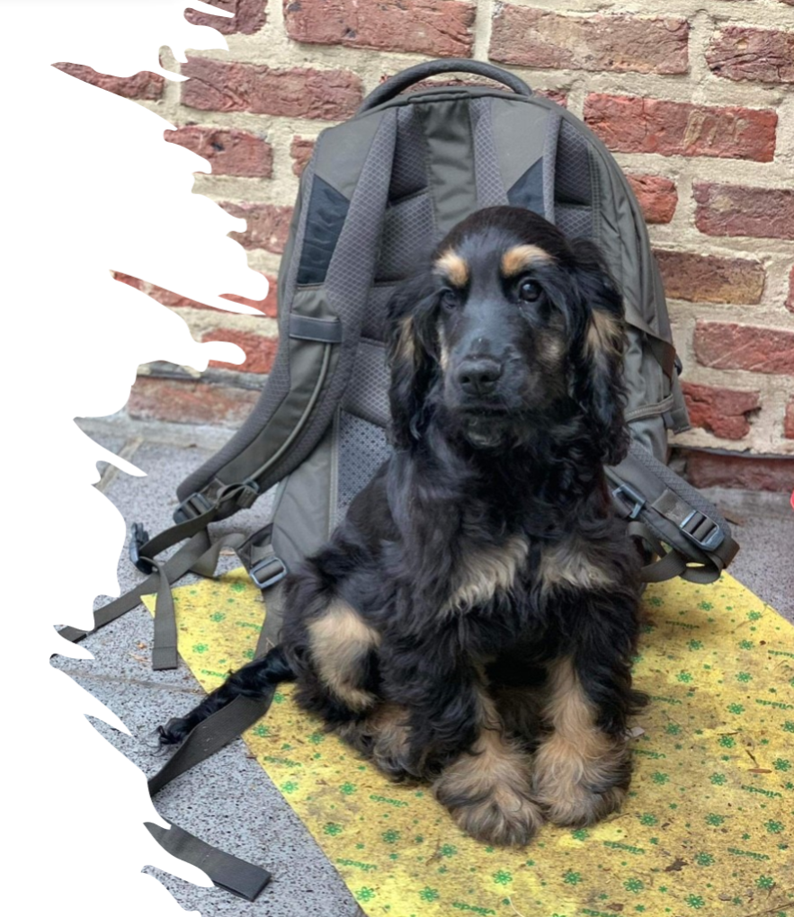 Rocky als metgezel