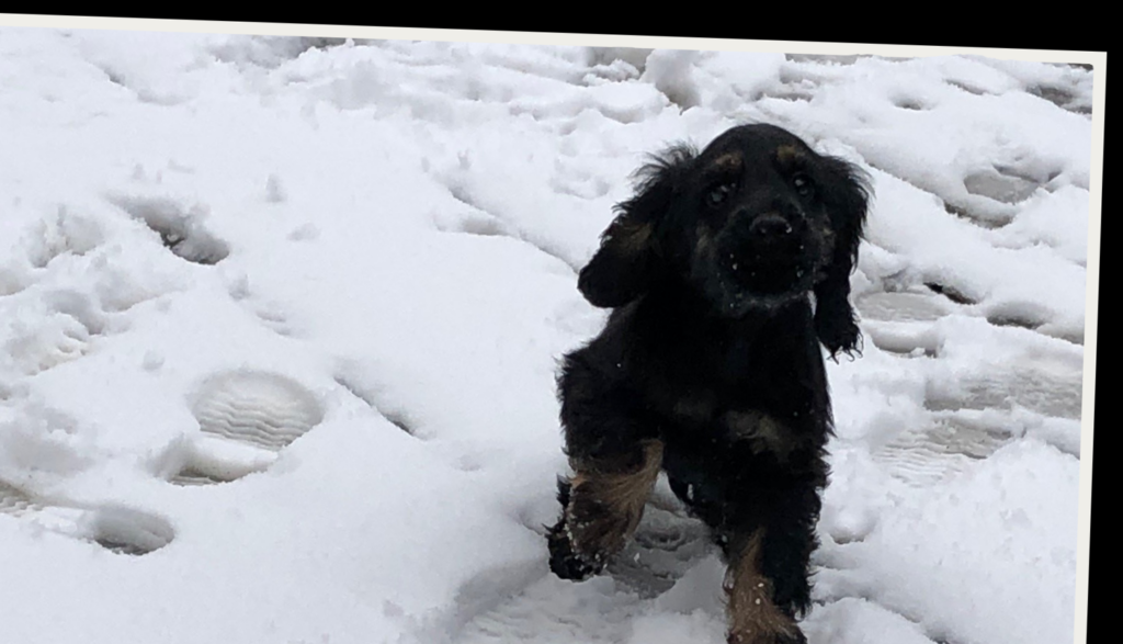 Rocky in de sneeuw